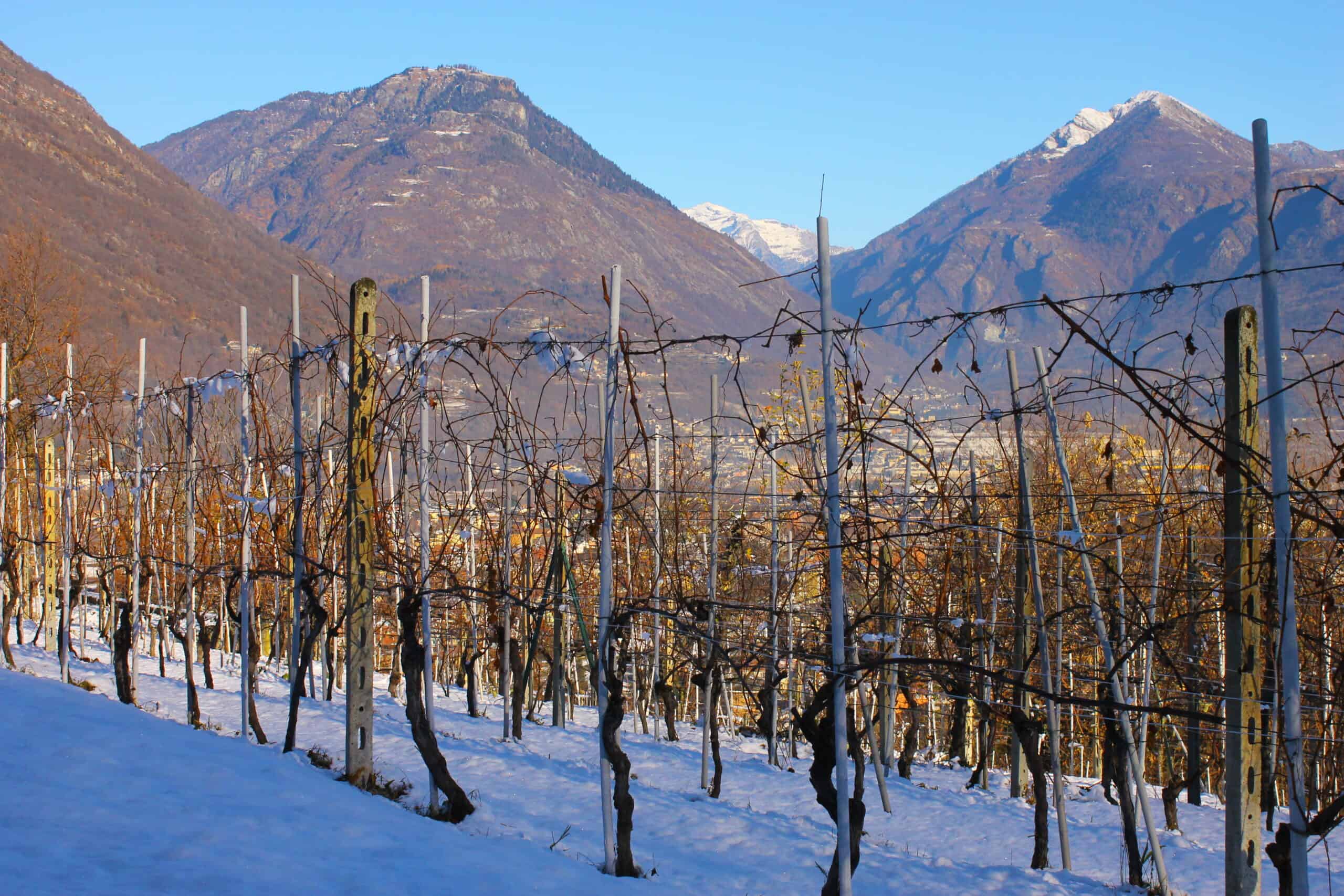 Il vino di Edoardo Patrone