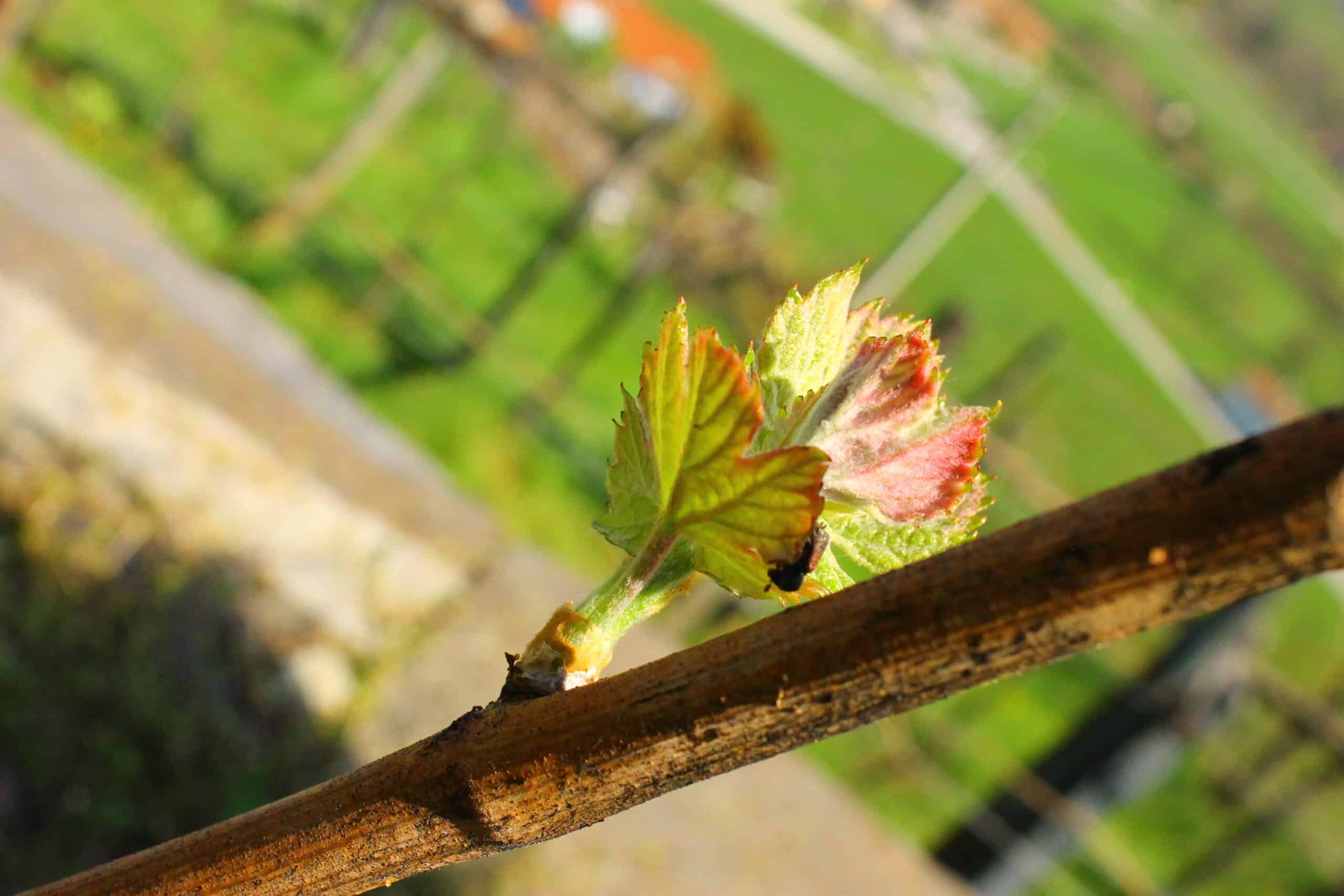 Changement climatique et vignobles : effets et solutions