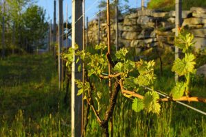 Prünent-Weinberg auf den sonnigen Hügeln des Ossolatals