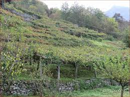 Vigneto storico in Val d'Ossola