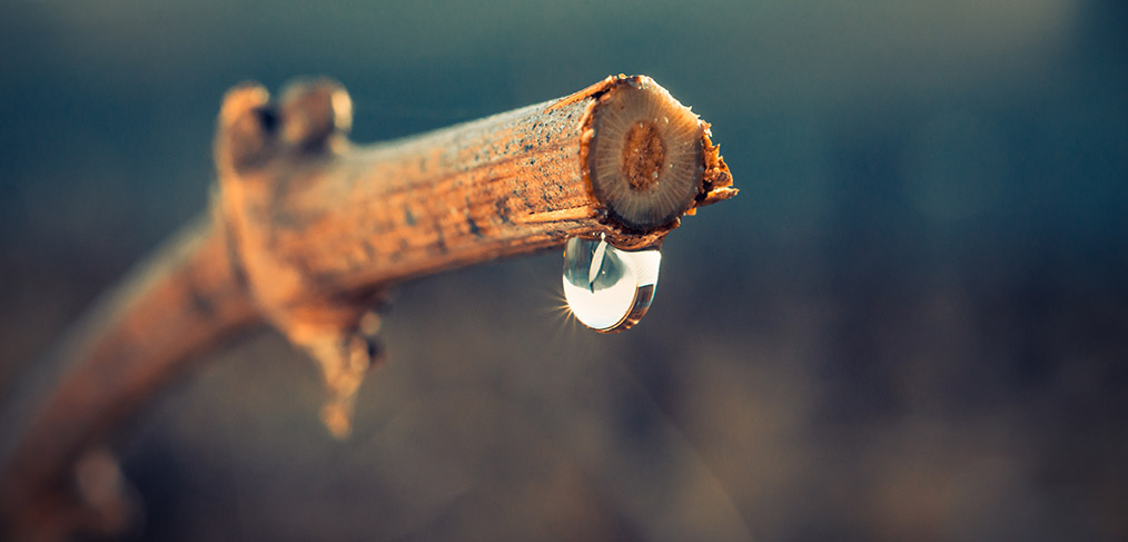 Das Weinen der Rebe: zwischen Wissenschaft, Legende und wohltuenden Eigenschaften
