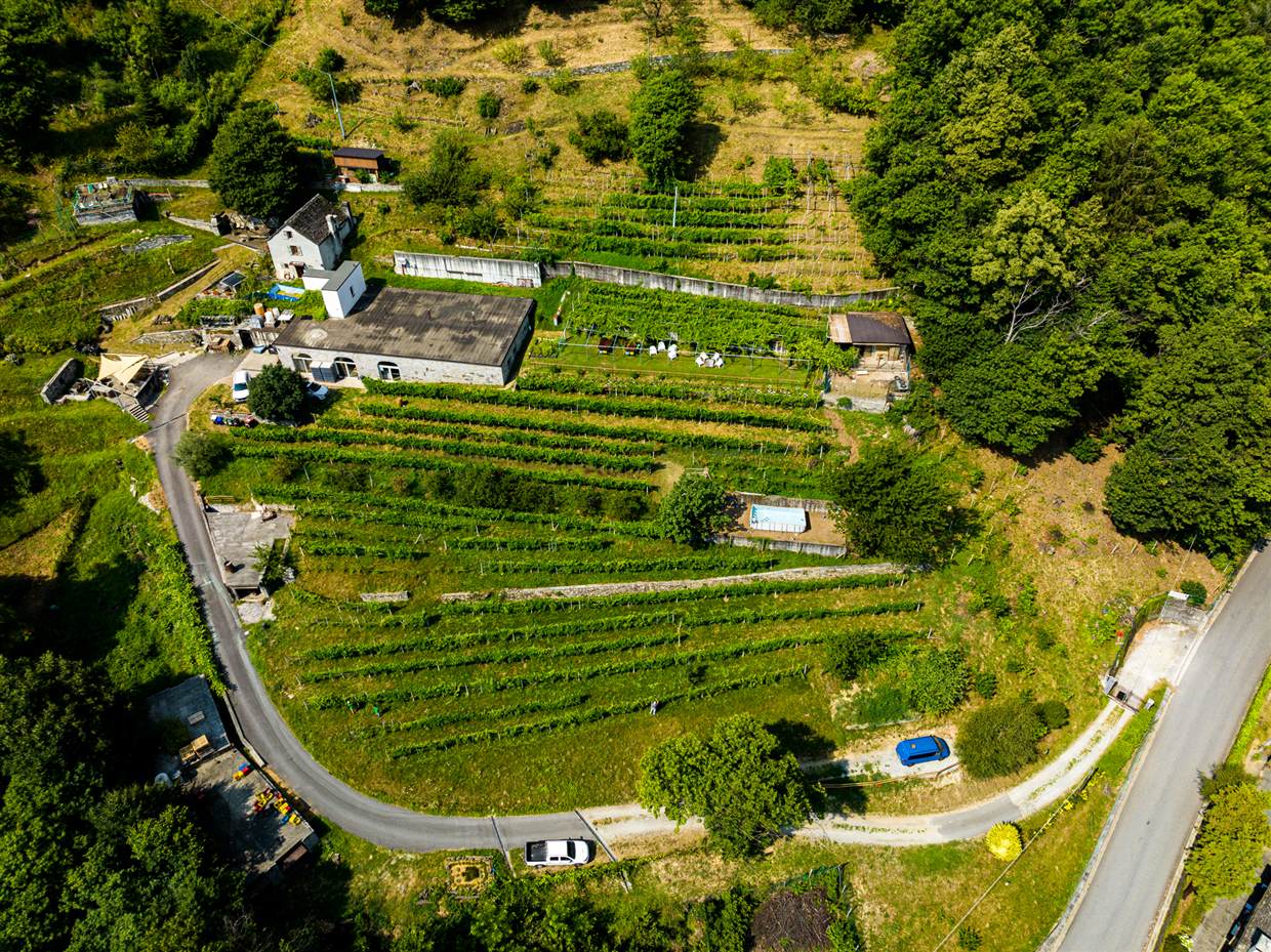 Veduta aerea della cantina e dei vigneti dell'Azienda Agricola Edoardo Patrone