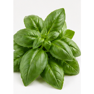 Basil