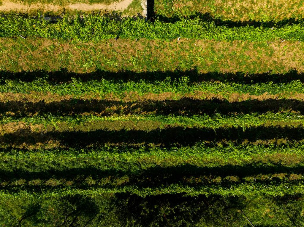 Vigneto visto dall'alto con filari colpiti in modo diverso dalla siccità