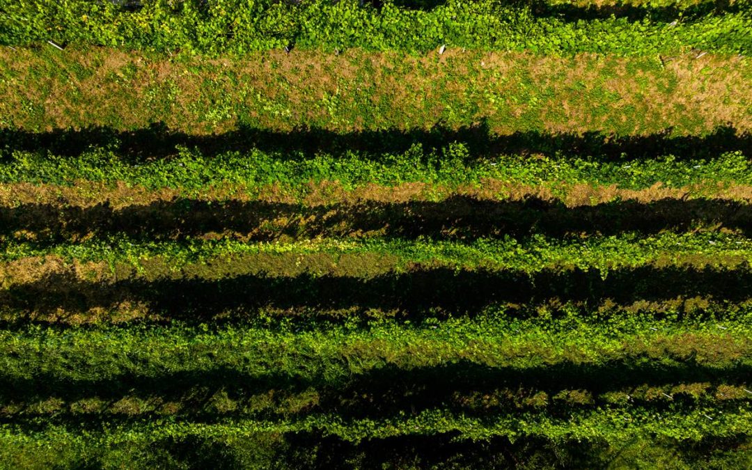 Le changement climatique : causes, effets et ce que nous pouvons faire