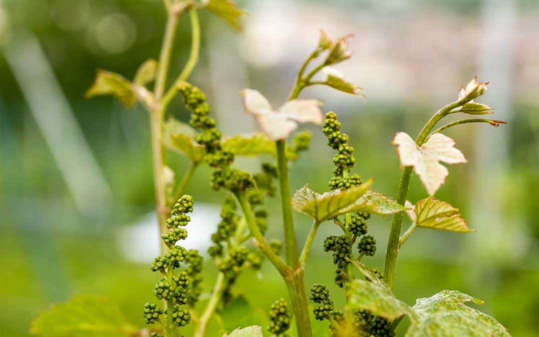 Die Blüte der Weinrebe: die Blütenstände