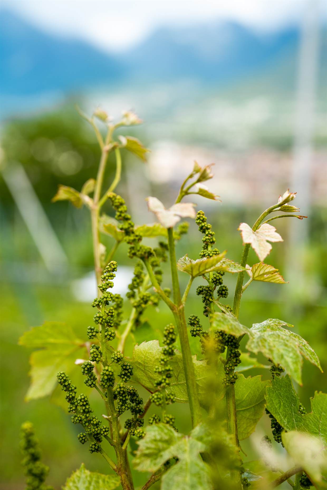 Infiorescenze della vite in fioritura tra i vigneti della Val d'Ossola