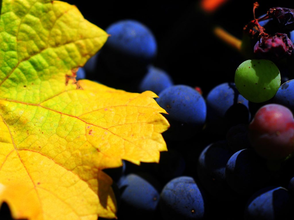 Foglie di vite con cambio di colore autunnale, vitigno Prünent