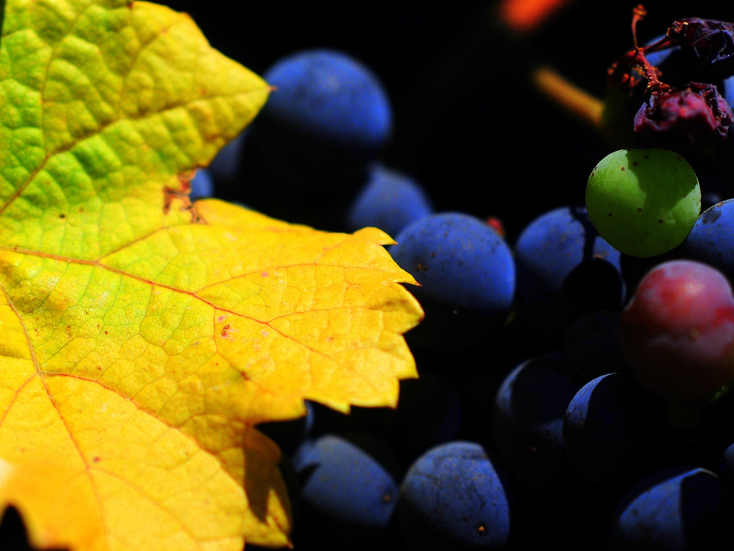 Foglie di vite con cambio di colore autunnale, vitigno Prünent