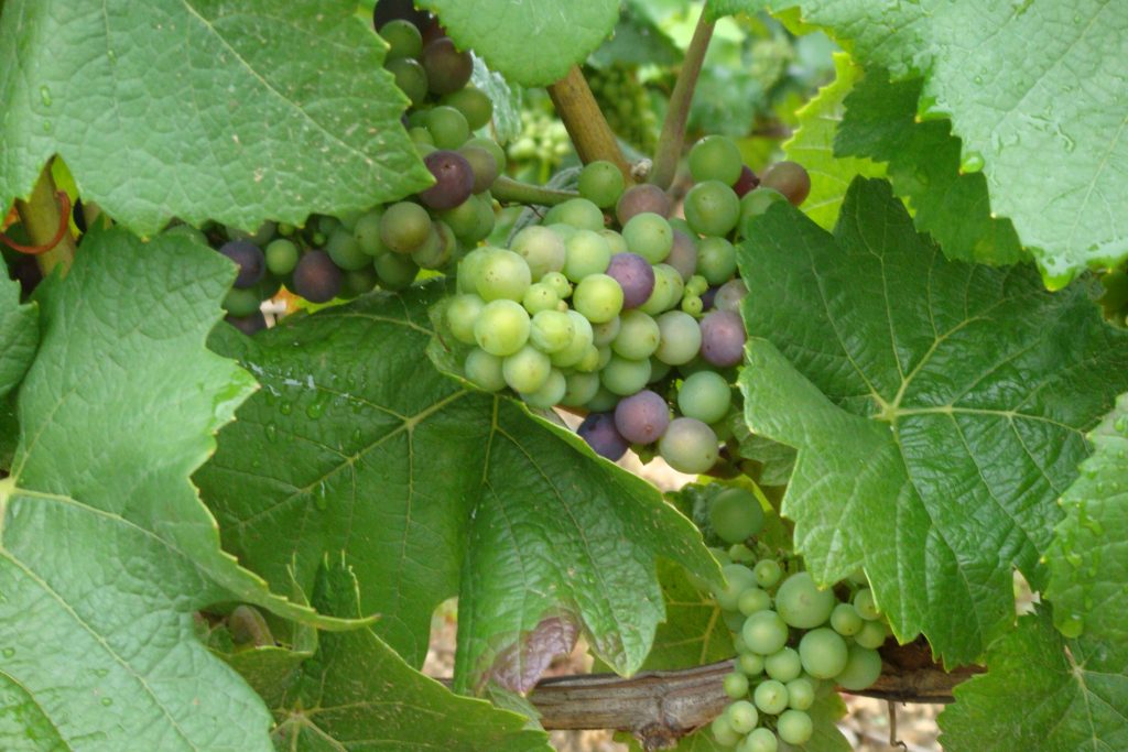 Grappoli di Pinot noir durante l'invaiatura