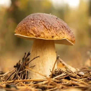 Porcini mushrooms