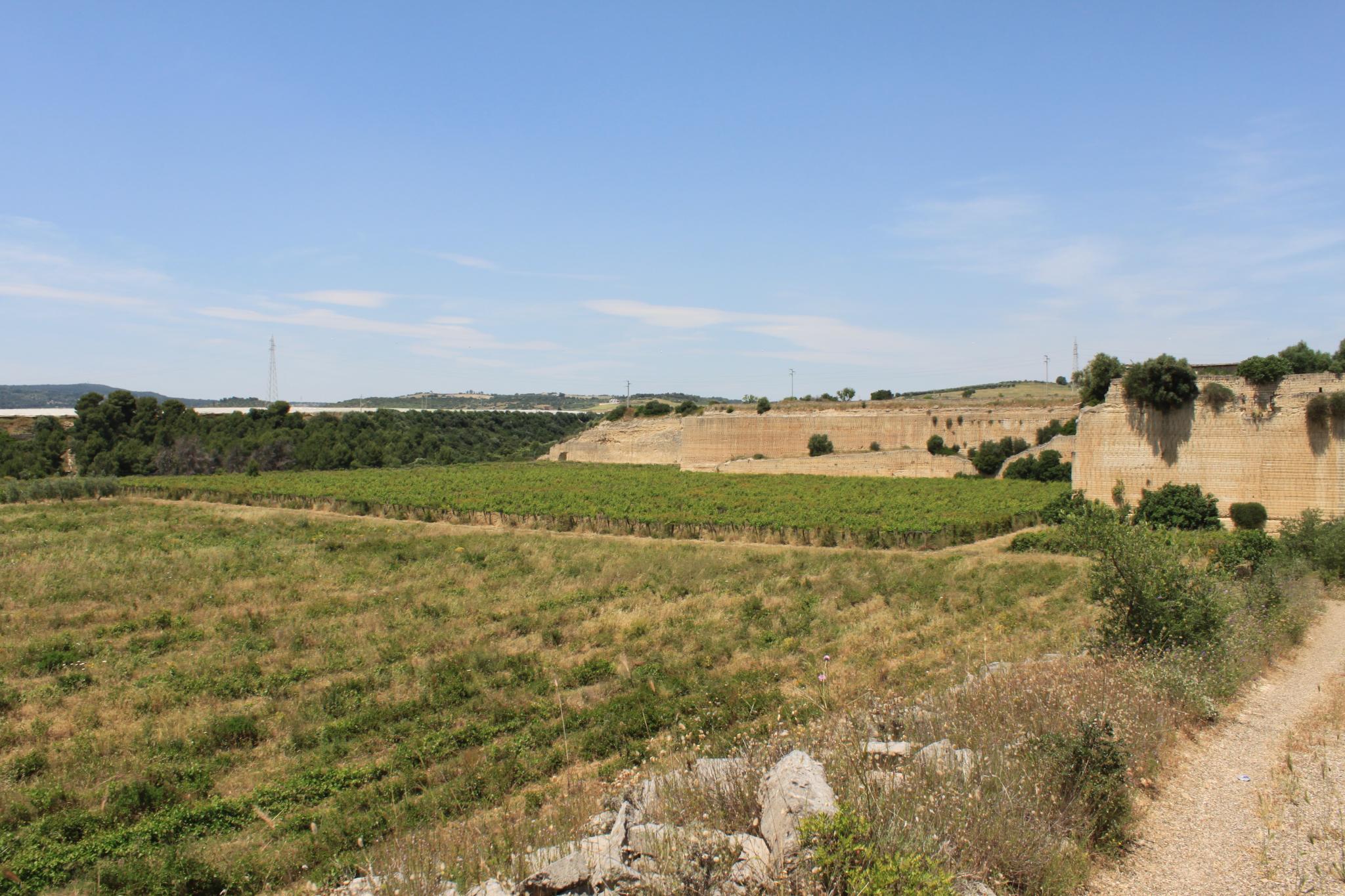 Vigneto biologico in Italia