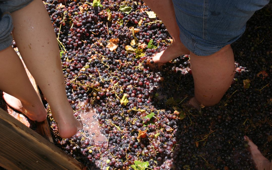 Grape stomping para el vino: el pisado de la uva con los pies