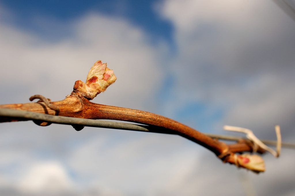 Germoglio di vite al risveglio primaverile