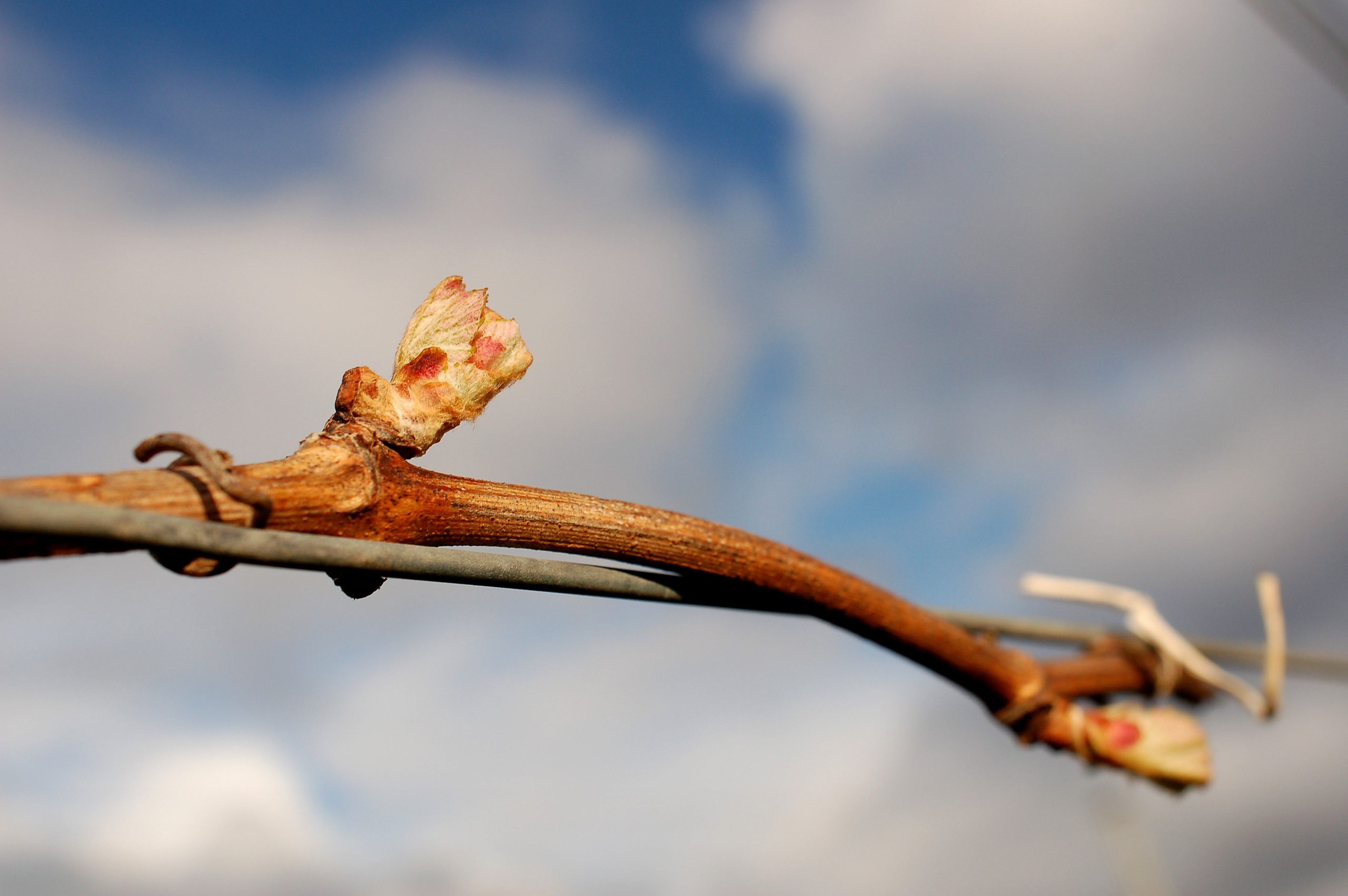 Germoglio di vite al risveglio primaverile