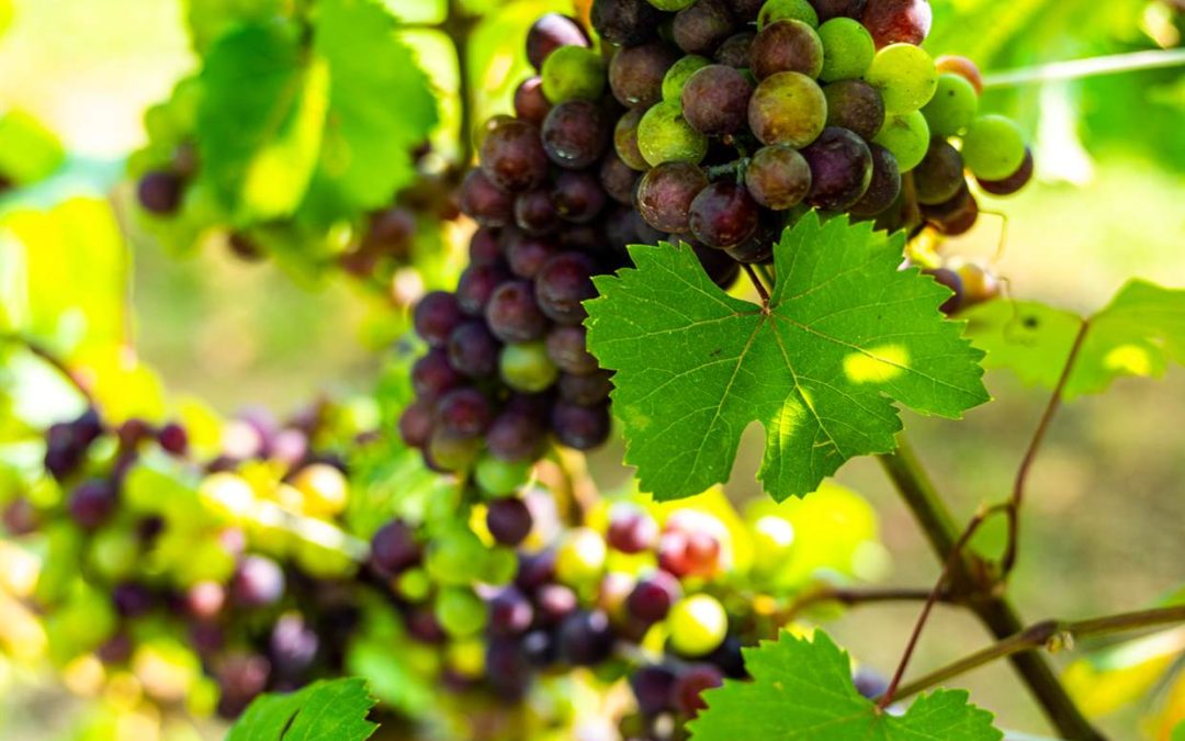 La véraison du raisin : quand les baies changent de couleur