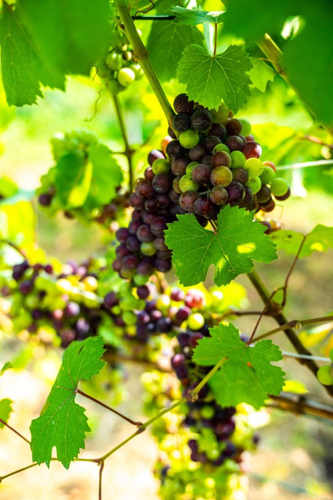 Grappoli d'uva durante l'invaiatura nel vigneto della Val d'Ossola