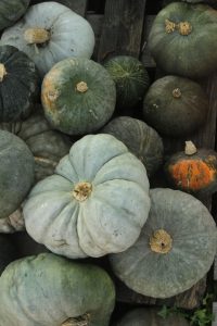 Courge