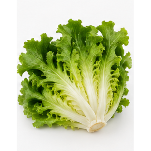 Scarola