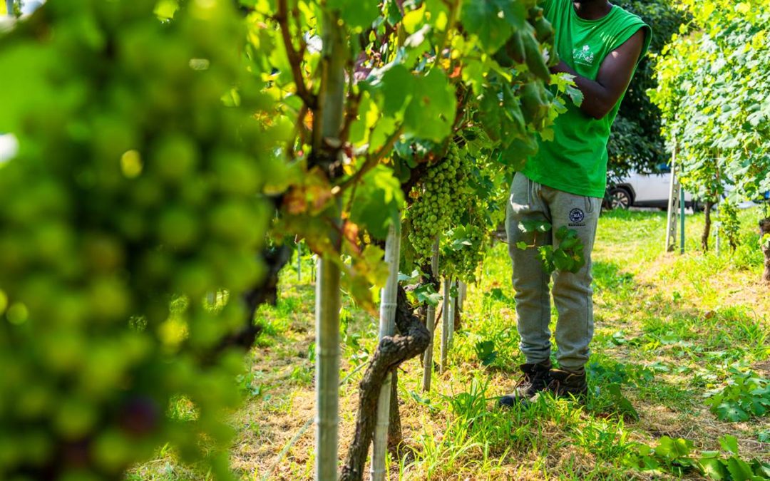 The grape harvest: when and how grapes are picked