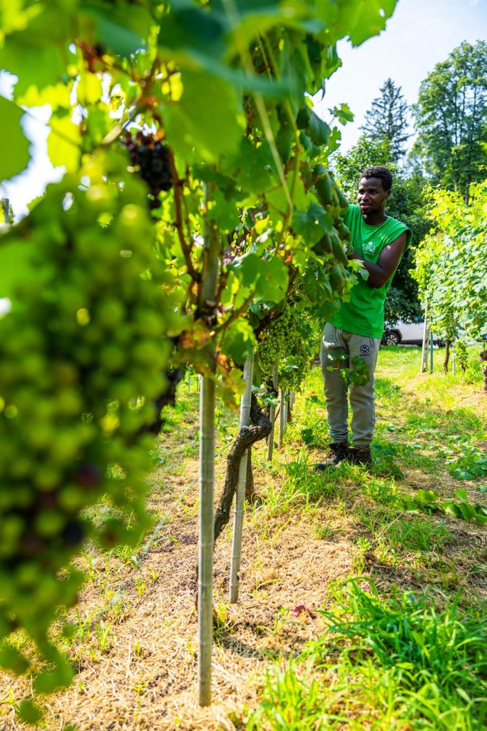 Lavoro di vendemmia tra i filari del vigneto in Val d'Ossola