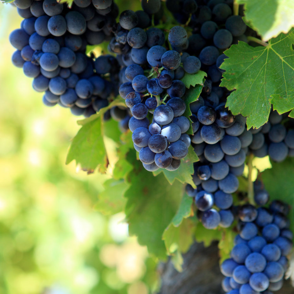 Il vino di Edoardo Patrone